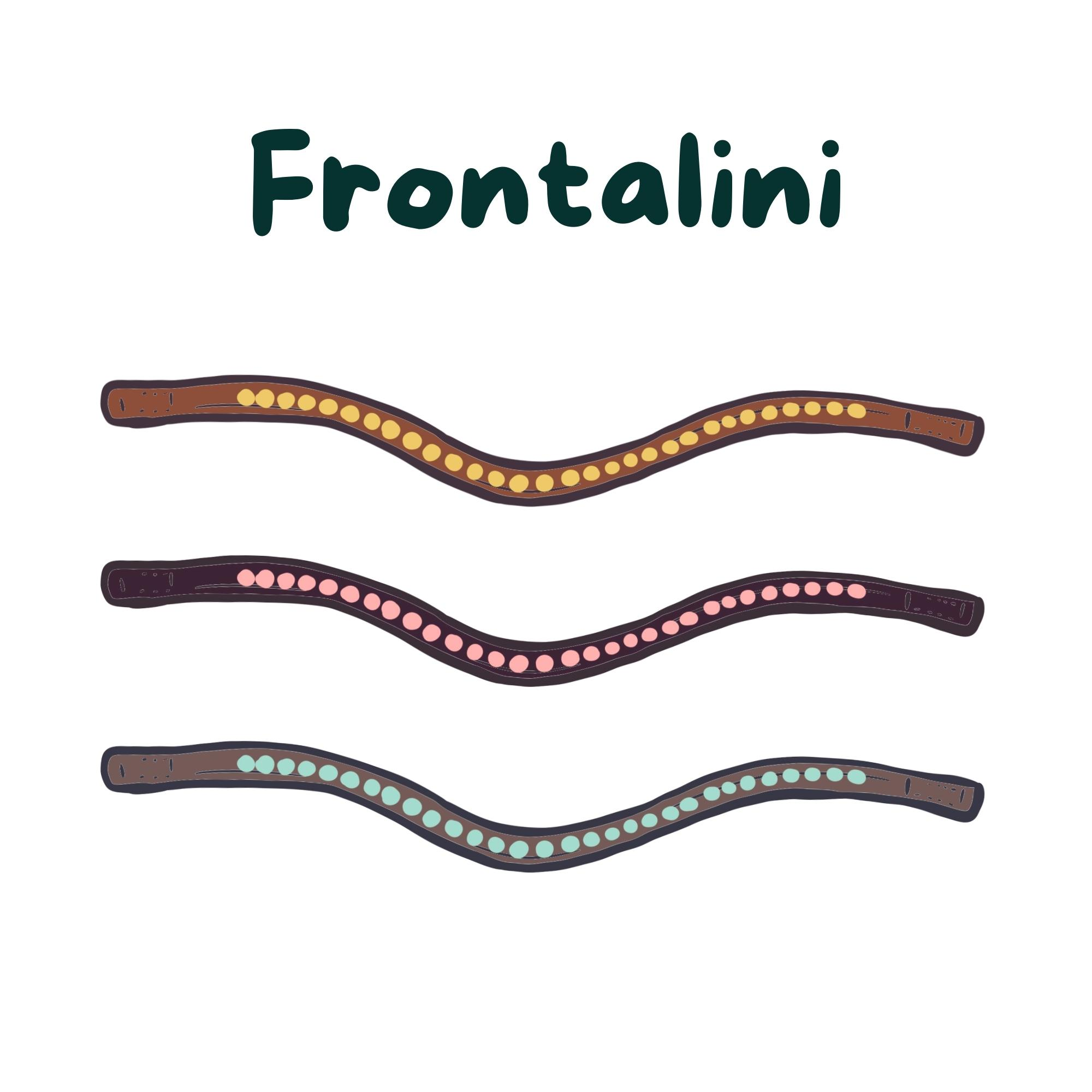 Frontalini
